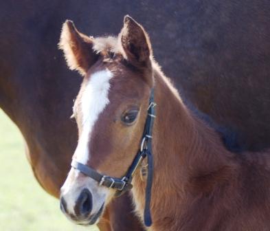 2015 colt by Poet's Voice